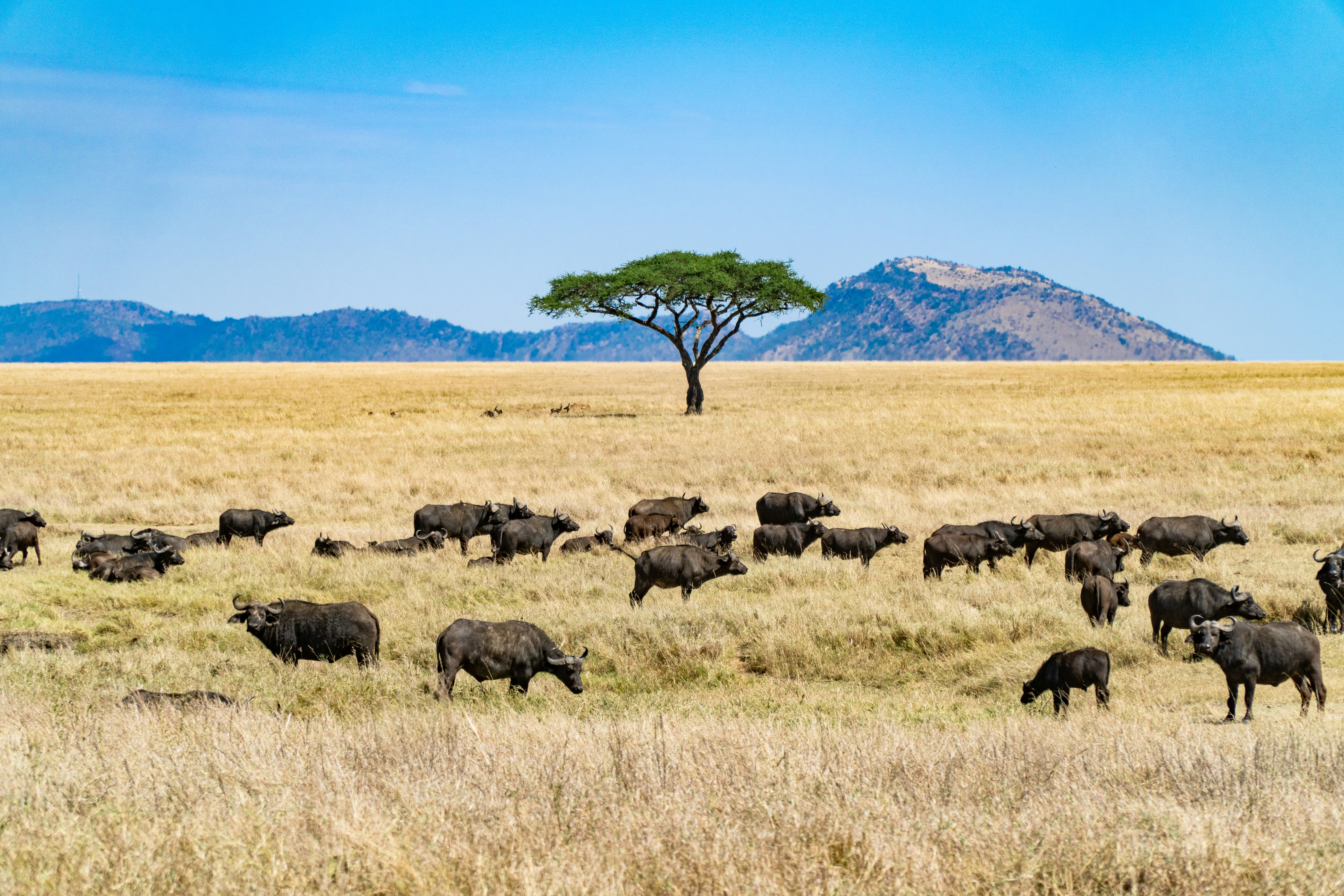 Experience Tanzania’s Wild Wonders