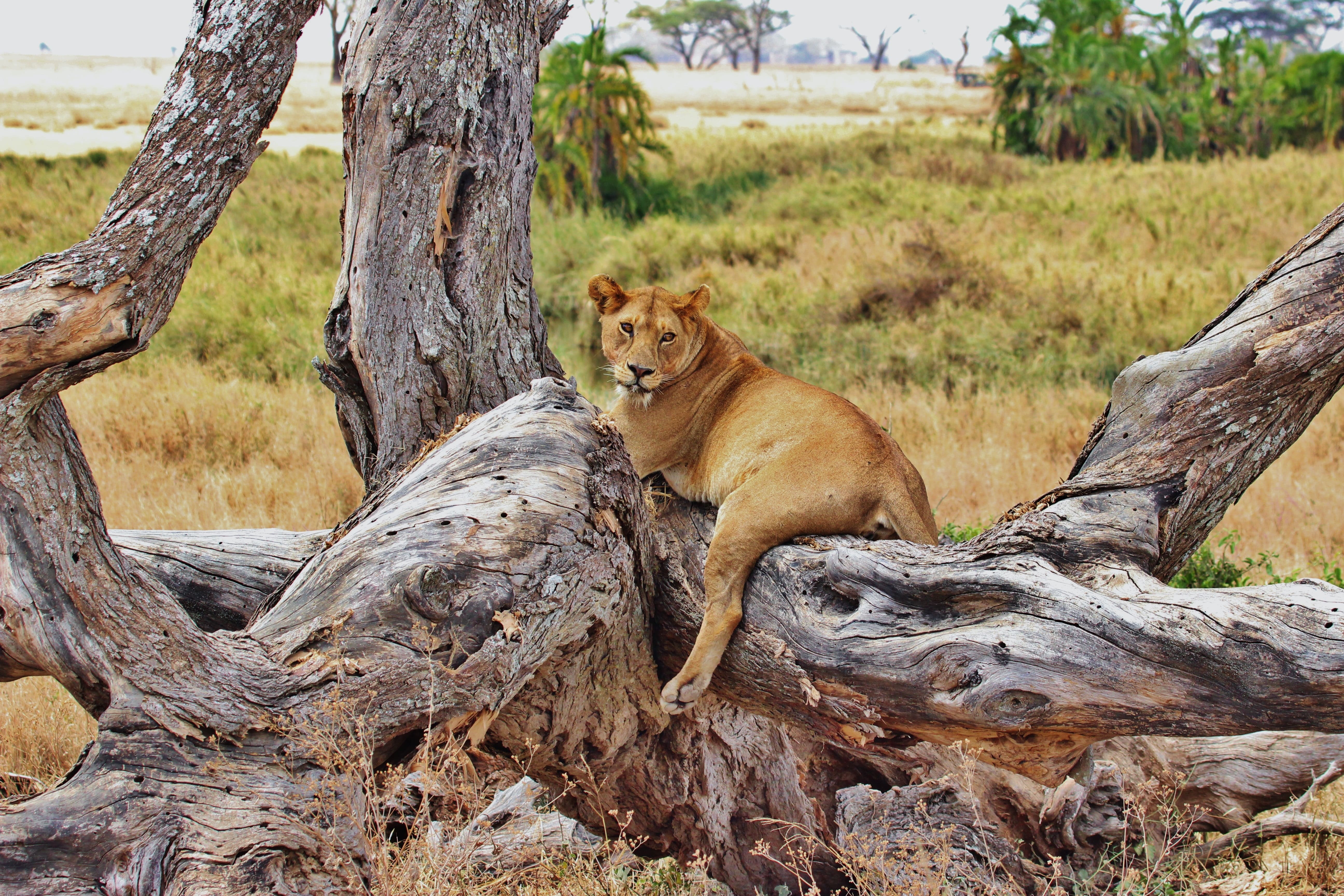 Explore the Untamed Beauty of Tanzania