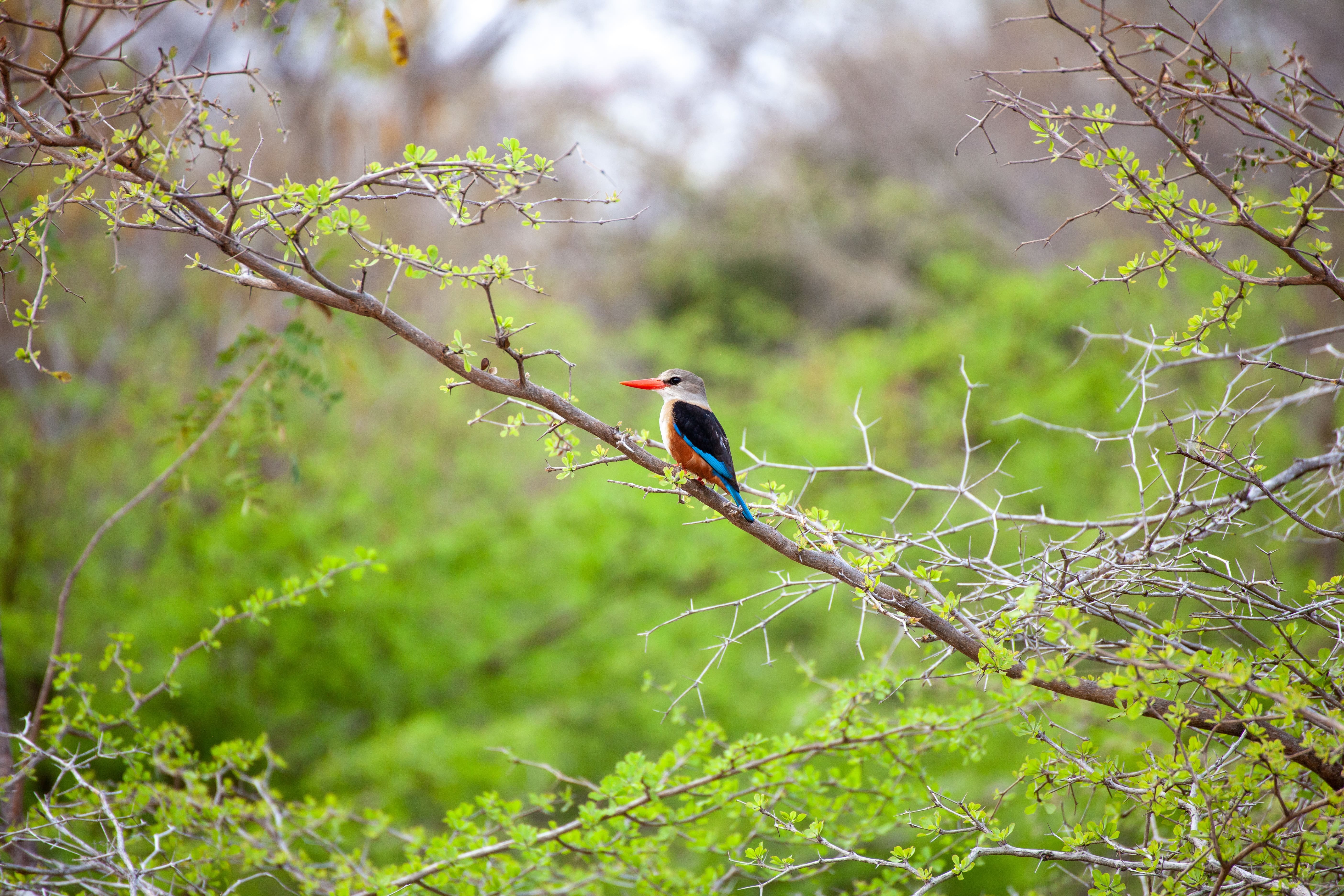 Discover the Heart of African Wildlife